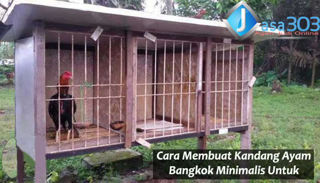 Cara Membuat Kandang Ayam Bangkok Minimalis Untuk Pemula